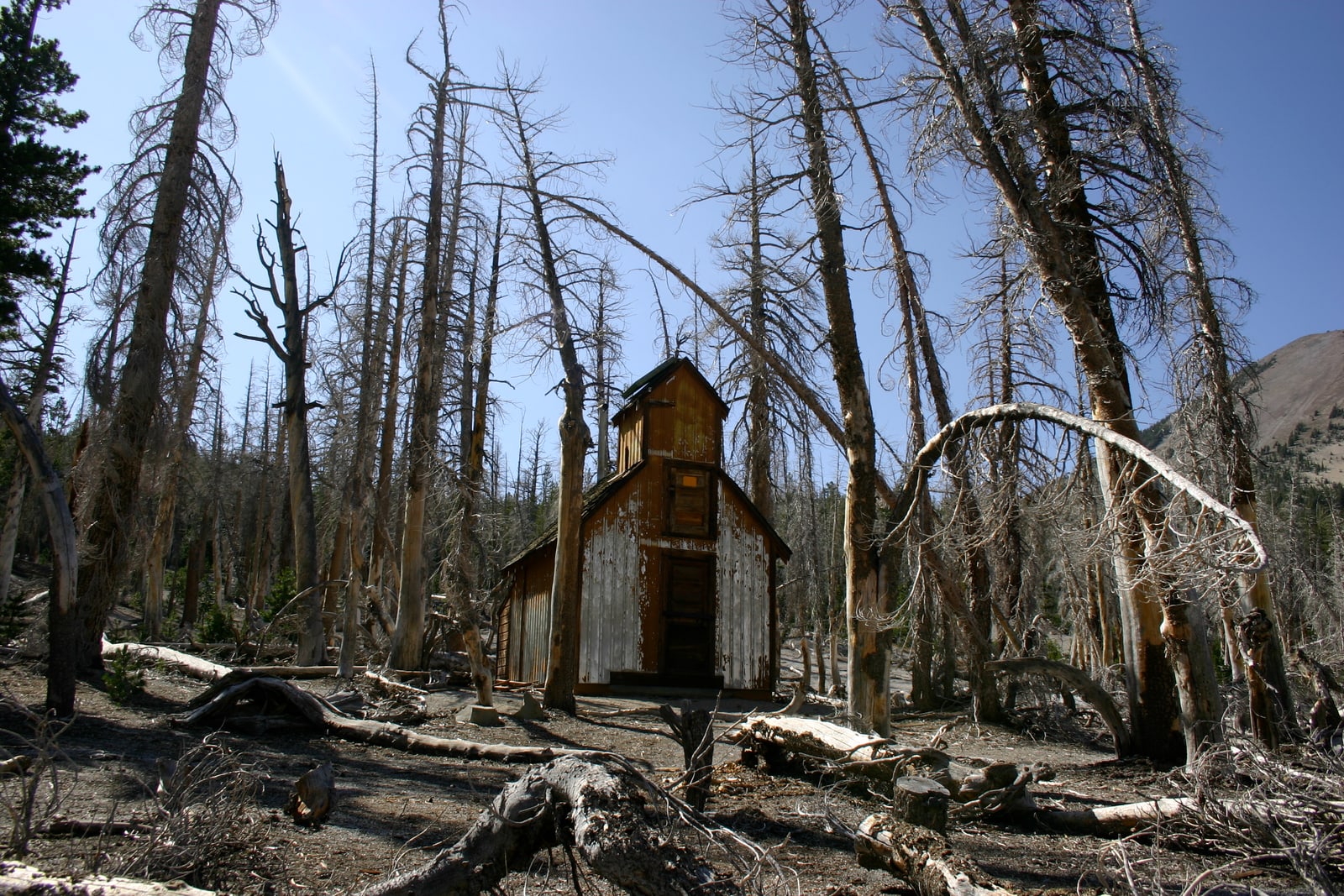 This building reminded me of an old decrepit church. (It was probably an emergency snow cabin or something.) Natural CO2 outgassing from a magma body beneath Mammoth Mountain asphyxiated more than 100 acres of trees near Horseshoe Lake in the early 1990s. The gasses become concentrated to deadly levels in enclosed structures such as cabins.