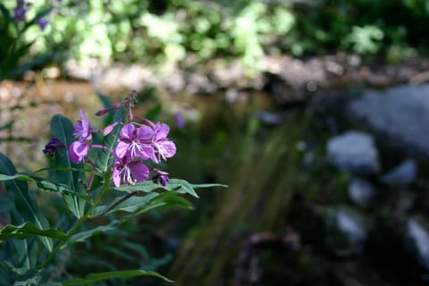 A purple flower near Mammoth Mountain. 