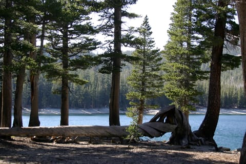 A twisted fallen tree near Horseshoe Lake.