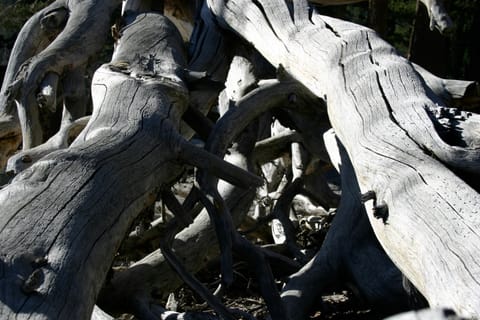 A dead tree near Horseshoe Lake. 