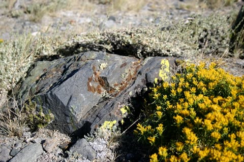 Vegetation surrounds a mossy rock. 