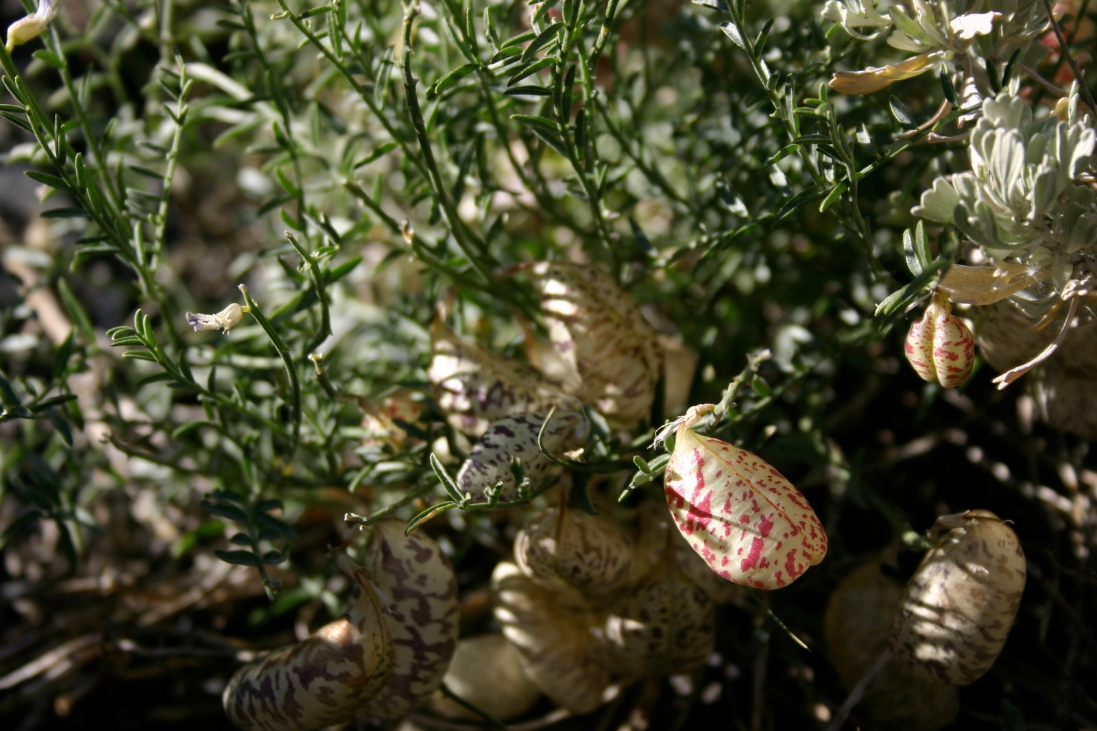 I have no idea what kind of plant this is. The stems resemble rosemary, and the red- or purple-speckled 2-lobed seed pods or flowers resemble spotted pillows. Any help identifying this strange plant would be appreciated!