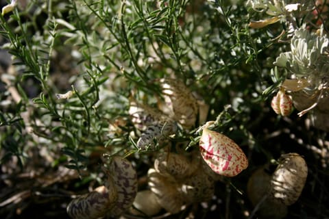 I have no idea what kind of plant this is. The stems resemble rosemary, and the red- or purple-speckled 2-lobed seed pods or flowers resemble spotted pillows. Any help identifying this strange plant would be appreciated! 