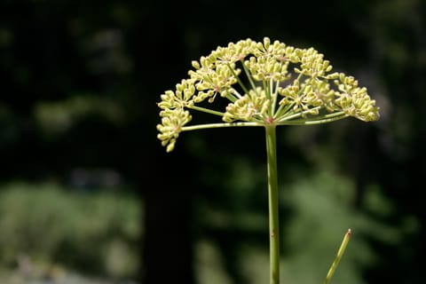 A greenish-yellow wildflower. It looks like maybe the buds haven't opened yet. 