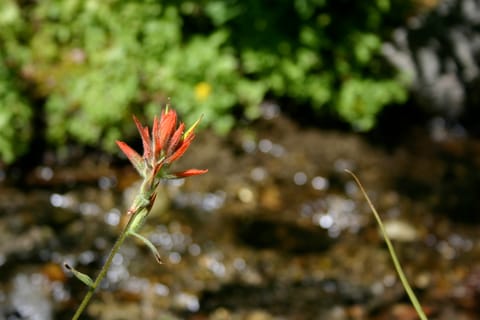 A red wildflower by a stream near Mammoth Lakes. It resembles Indian Paintbrush, but I'm not sure what it is. 