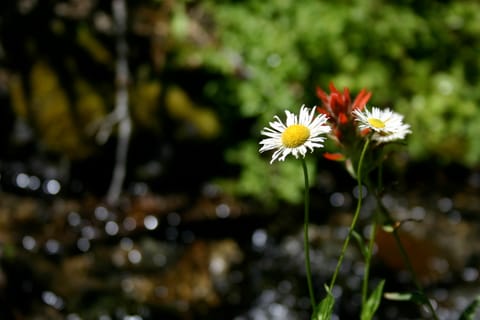 White daisy-like flowers and a red wildflower near a stream. 