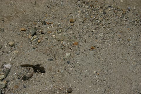 A tadpole with legs in the shallow water of TJ Lake or Lake Barrett (not sure which). 