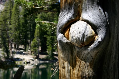 A knot in this tree resembles a strange eye. 