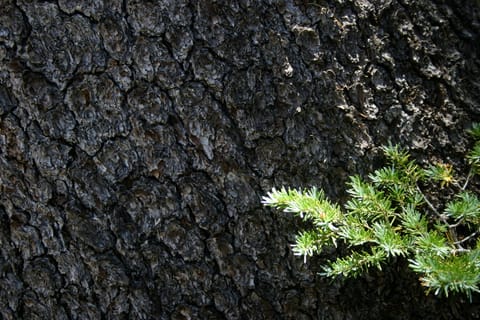 Pine tree needles and bark. 