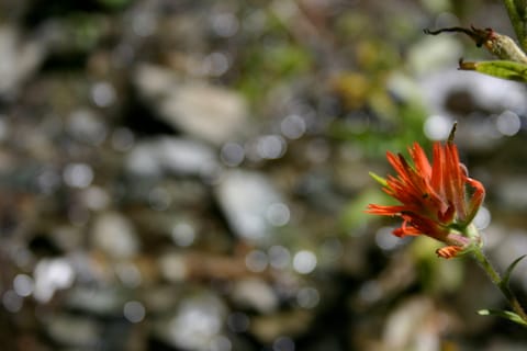 A red wildflower by a stream near Mammoth Lakes. It resembles Indian Paintbrush, but I'm not sure what it is. 