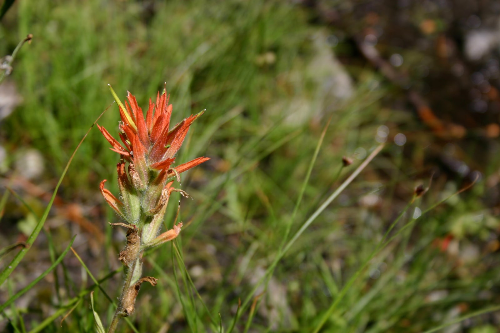 A red wildflower near Mammoth Lakes. It resembles Indian Paintbrush, but I'm not sure what it is.