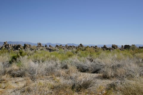 Tufa towers at Mono Lake. 