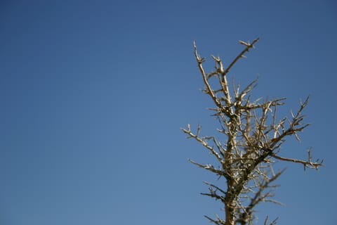 Thorny branches and a blue sky. 