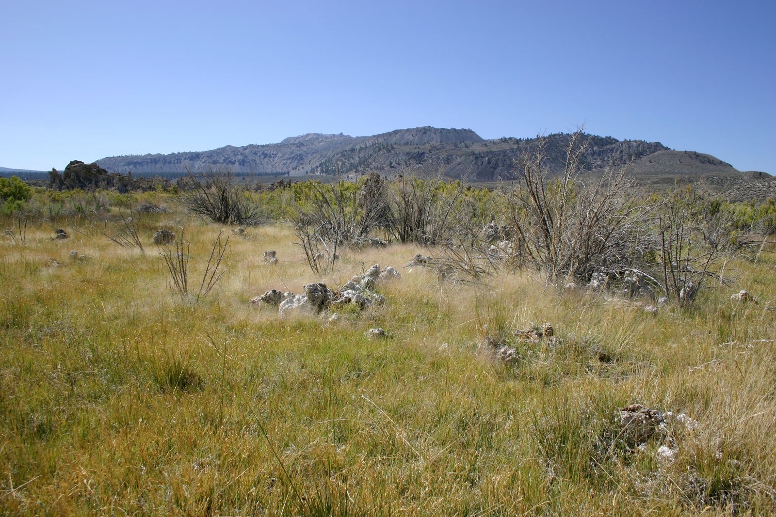 Tufa and scrub at Mono Lake.