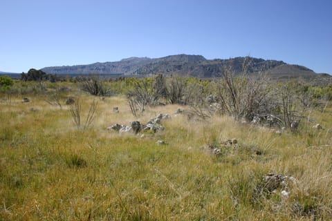 Tufa and scrub at Mono Lake. 