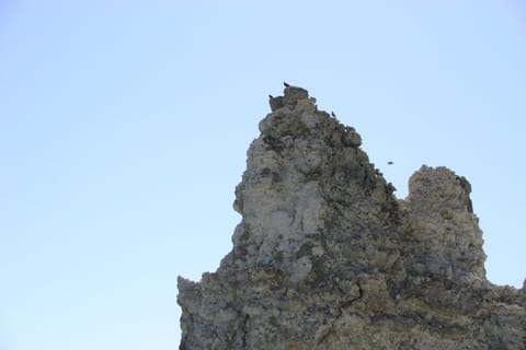 Birds perch atop a tufa tower at Mono Lake. 