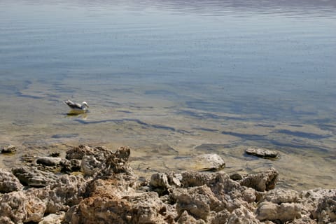 A seagull swims in the shallows near tufa at Mono Lake. 