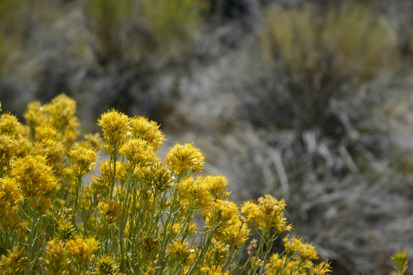 Yellow wildflowers at Mono Lake.