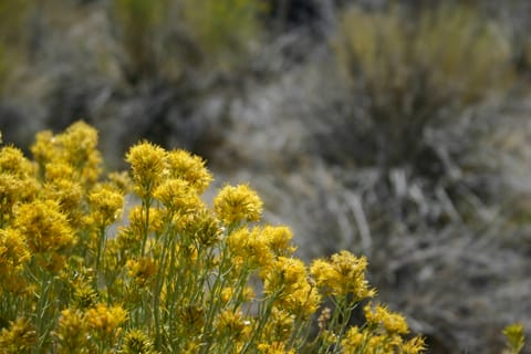 Yellow wildflowers at Mono Lake. 