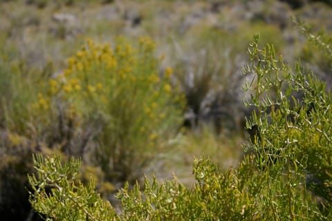 A green bush at Mono Lake. 