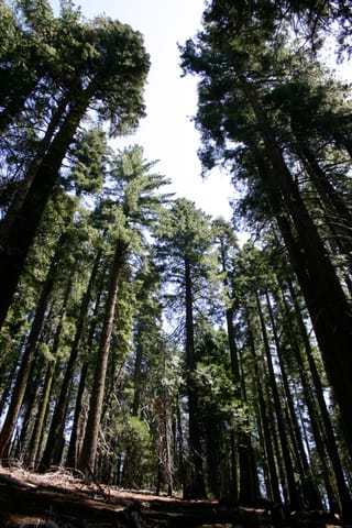 Looking up at a grove of tall trees. 
