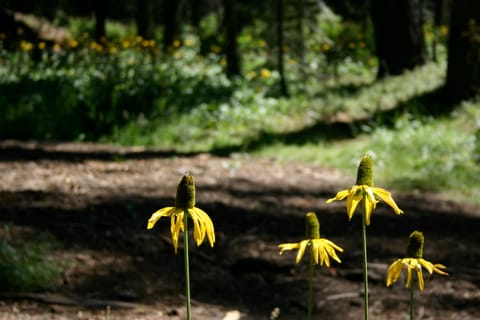 Yellow coneflowers (I think). 