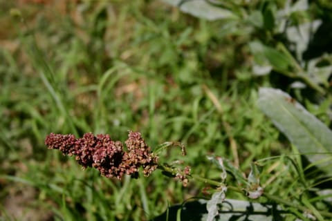 Some kind of strange red wildflower.  (If you know the species, please let me know and I'll add the info!) 