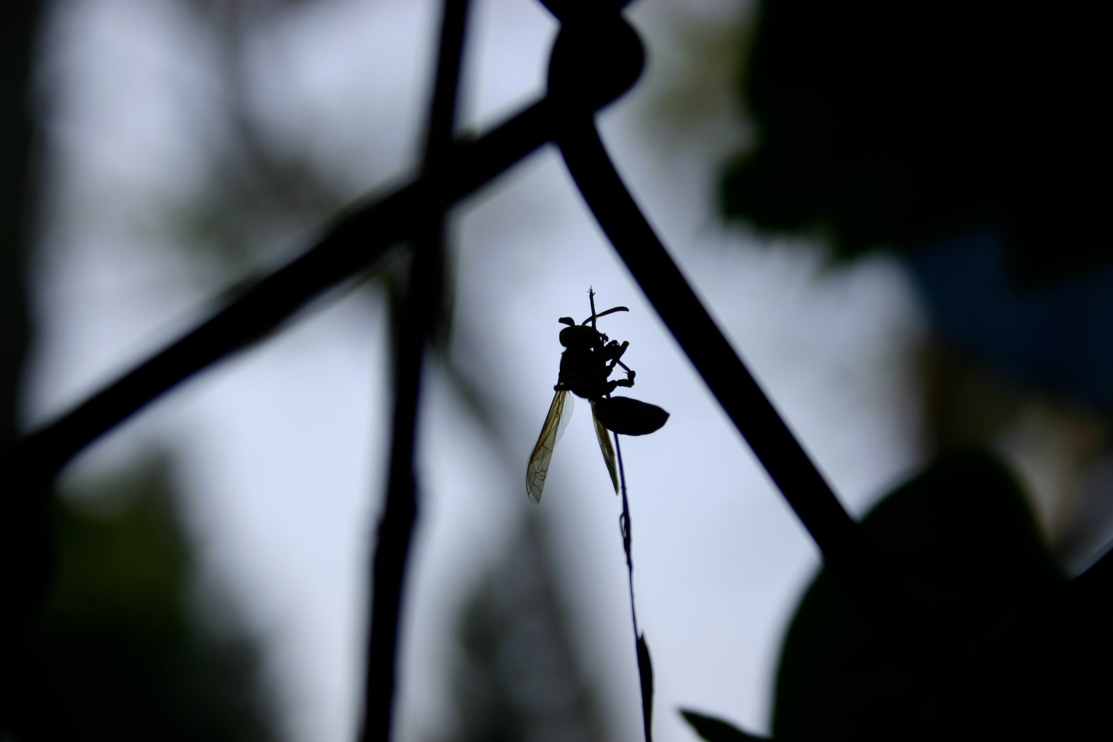 A silhouette of a wasp grasping a thin weed. (Taken through a chain-link fence.)
