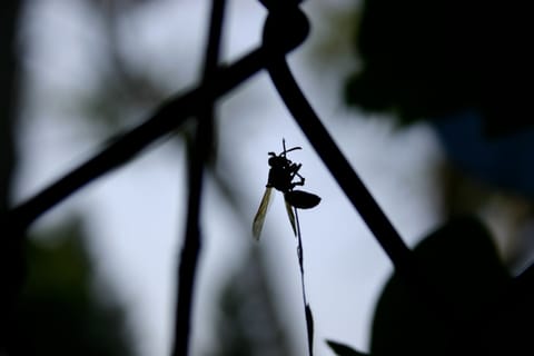 A silhouette of a wasp grasping a thin weed.  (Taken through a chain-link fence.) 