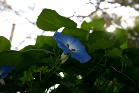 A big carpenter bee diving into the morning glory. 
