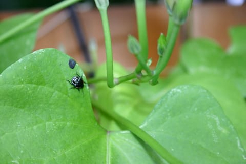 A black and white spotted beetle on a morning glory leaf.  (If you know the species, please let me know and I'll add the info!) 