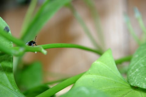 A black and white spotted beetle on a morning glory stem.  (If you know the species, please let me know and I'll add the info!) 