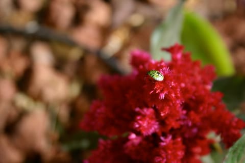 A green, red, and black spotted bug on a Celosia flower.  (If you know the species, please let me know and I'll add the info!  Maybe some kind of shield beetle?) 