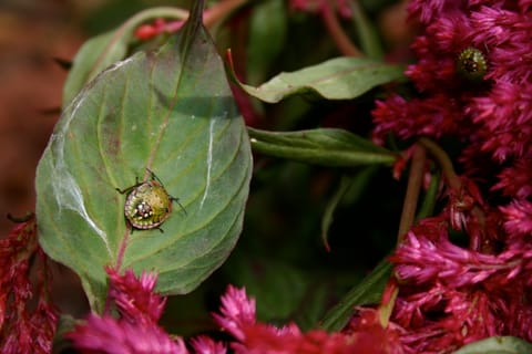 A green, red, and black spotted bug on a Celosia leaf.  (If you know the species, please let me know and I'll add the info!  Maybe some kind of shield beetle?) 