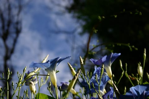 "Heavenly Blue" morning glories reach for the sky. 