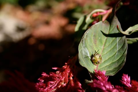 A green, red, and black spotted bug on a Celosia leaf. (If you know the species, please let me know and I'll add the info! Maybe some kind of shield beetle?) 