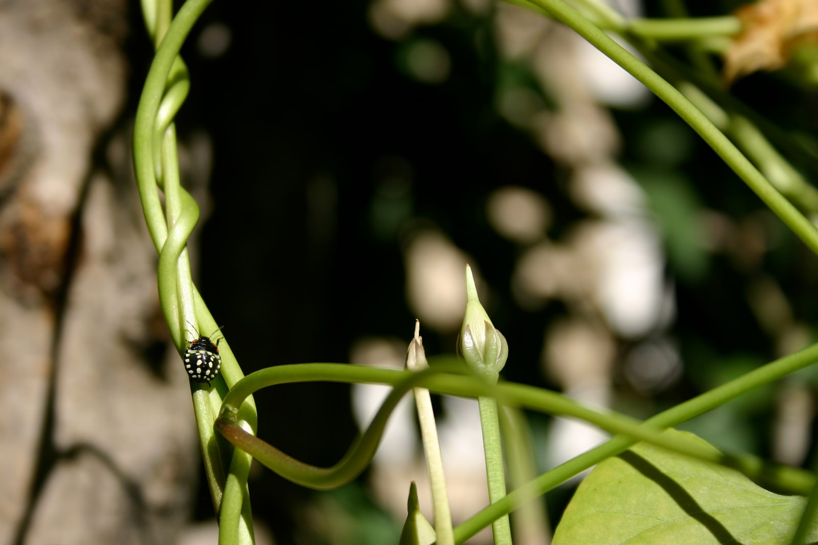 A black and white spotted beetle on a morning glory stem. (If you know the species, please let me know and I'll add the info!)