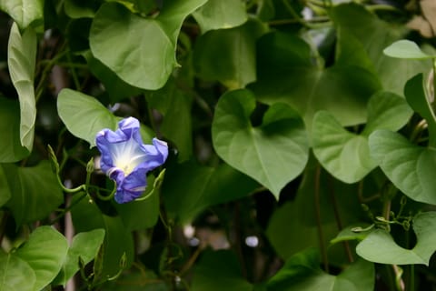 A shriveling "Heavenly Blue" morning glory in front of a green leafy background. 