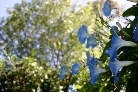A wall of "Heavenly Blue" morning glories over a green leafy background. 