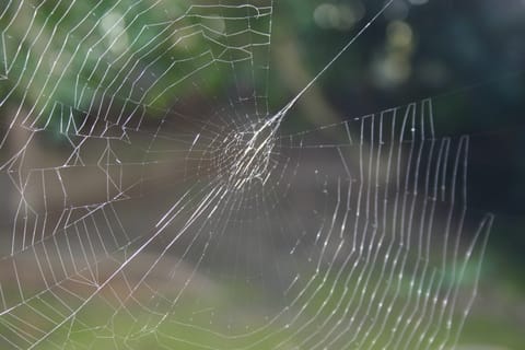 Macro of a sunlit spider web (sans spider). 