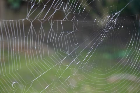 Macro of a sunlit spider web (sans spider). 