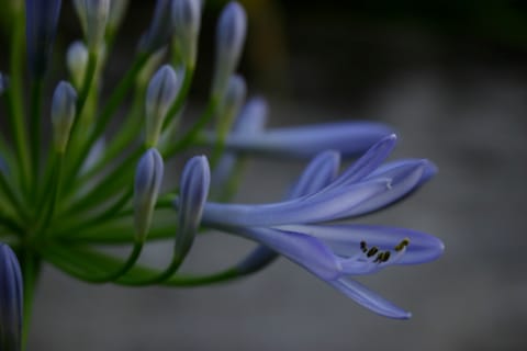 Macro of a purple flower with yellow pollen and green stems.  (If you know the species, please let me know and I'll add the info!) 