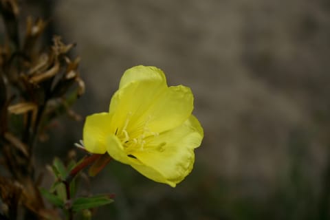 Macro of a bright yellow flower at the beach. 