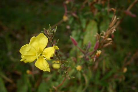 Macro of a bright yellow flower at the beach. 
