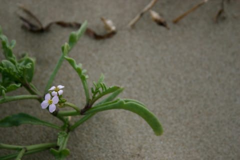 Lavender flowers on a green succulent plant at the beach. 