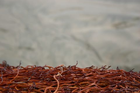 A tight cluster of thin red-orange seaweed at the beach. 