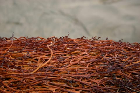 A tight cluster of thin red-orange seaweed at the beach. 