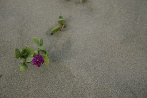 Little purple flowers growing in beach sand.  It resembles sand verbena, but I'm not sure.  (If you know the species, please let me know and I'll add the info!) 