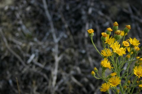 Yellow wildflowers at the beach. (If you know the species, please let me know and I'll add the info!) 