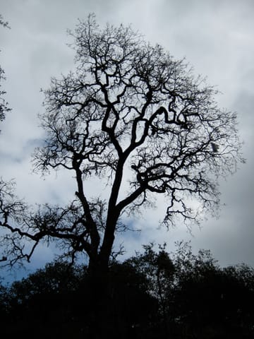 Black silhouette of a tree against white clouds. 